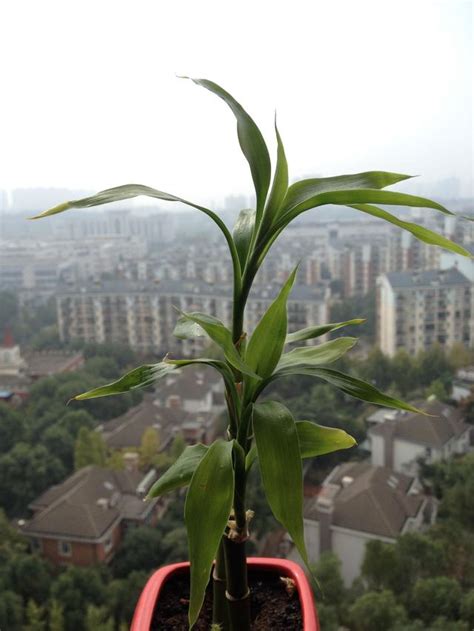 養富貴竹|別再亂養富貴竹了！這才是富貴竹正確的養殖擺放方。